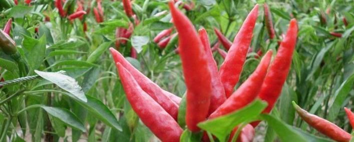专家忠告炒辣椒不能放此物,吃了就是没病找病,现在知道还不晚