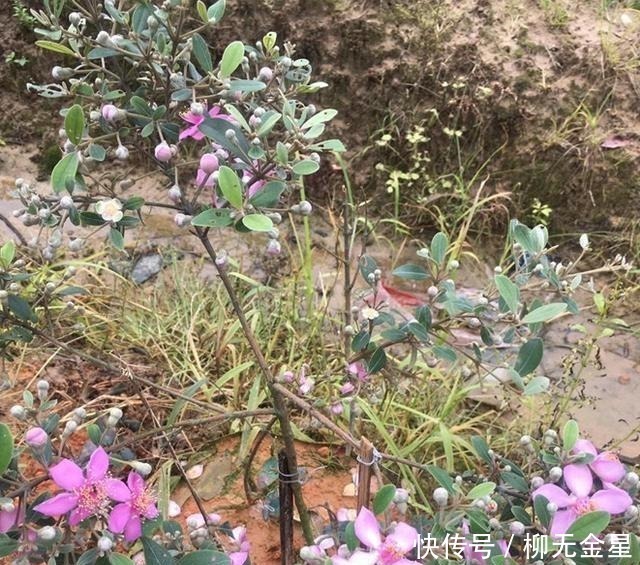 桃舅娘|它在山里成片生长,却一直少受重视,殊不知果实如此的珍贵