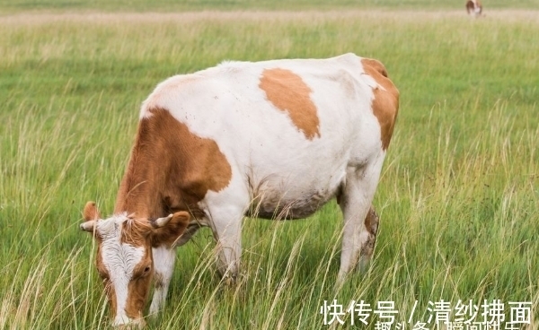 吉星|属牛人生在几月，下半年吉星照拂，先苦后甜，前程似锦，闯出名堂