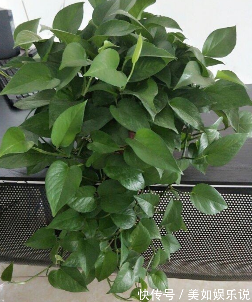 铜钱草|天热了,3种花进入旺季,补足水肥,很快长爆盆