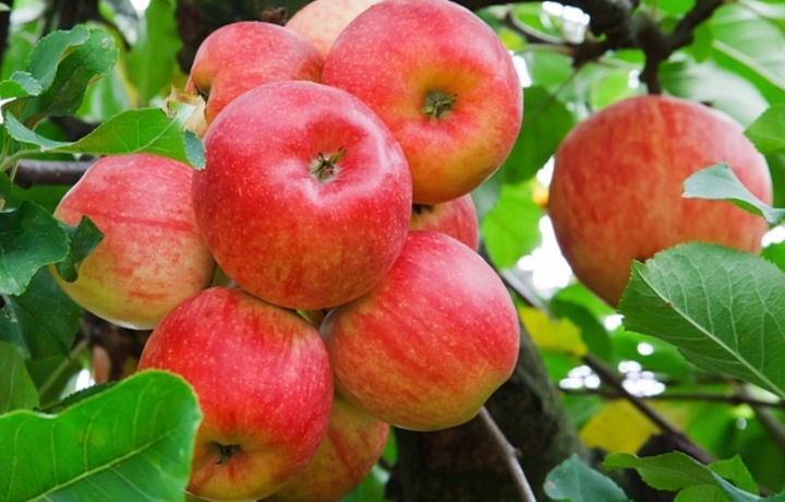 常吃|常吃苹果好处多多，医生说，知道禁忌很重要，现在知道还不晚！