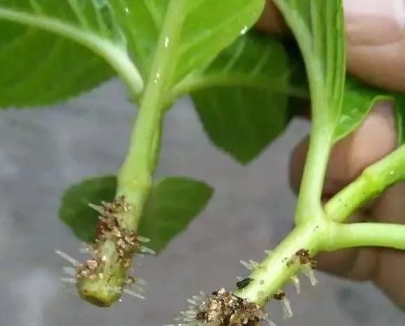 蟹爪兰|养花爱好者看过来这15种花现在“扦插”,生根快,一个周就长芽