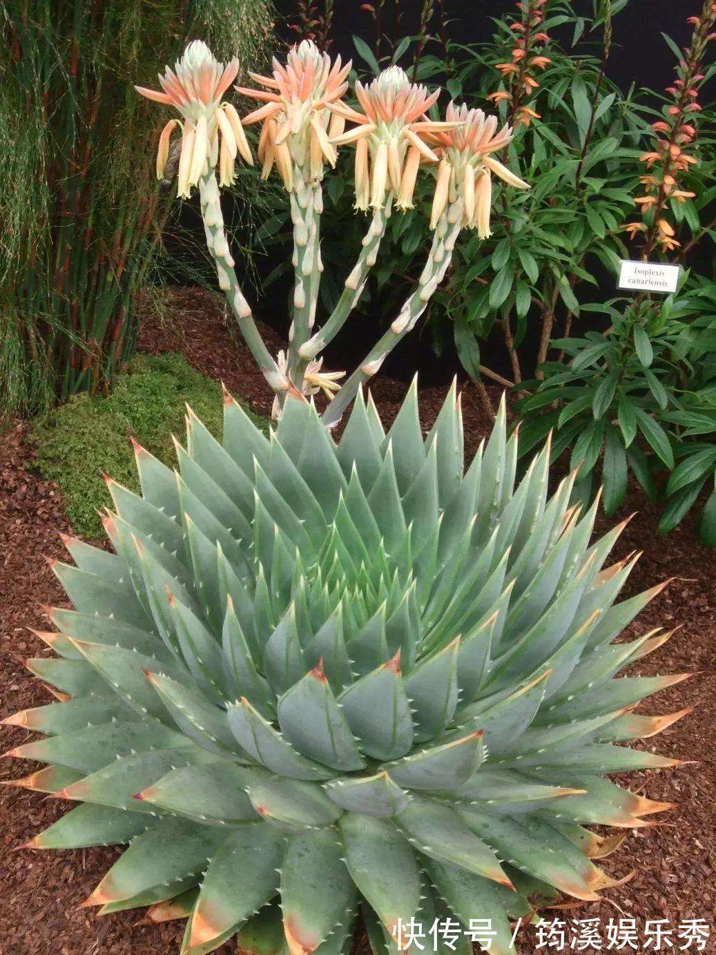 5种“大叶花”轻易不开花,开花就带“好兆头”,养一盆你就赚