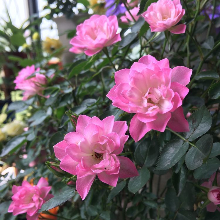 喜欢养花,推荐养这四款,四季开不断,你值得拥有