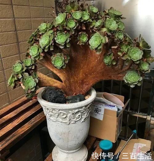 一日三餐|养肉的最高境界,多肉都缀化了,长成了小树桩,像极了孔雀开屏