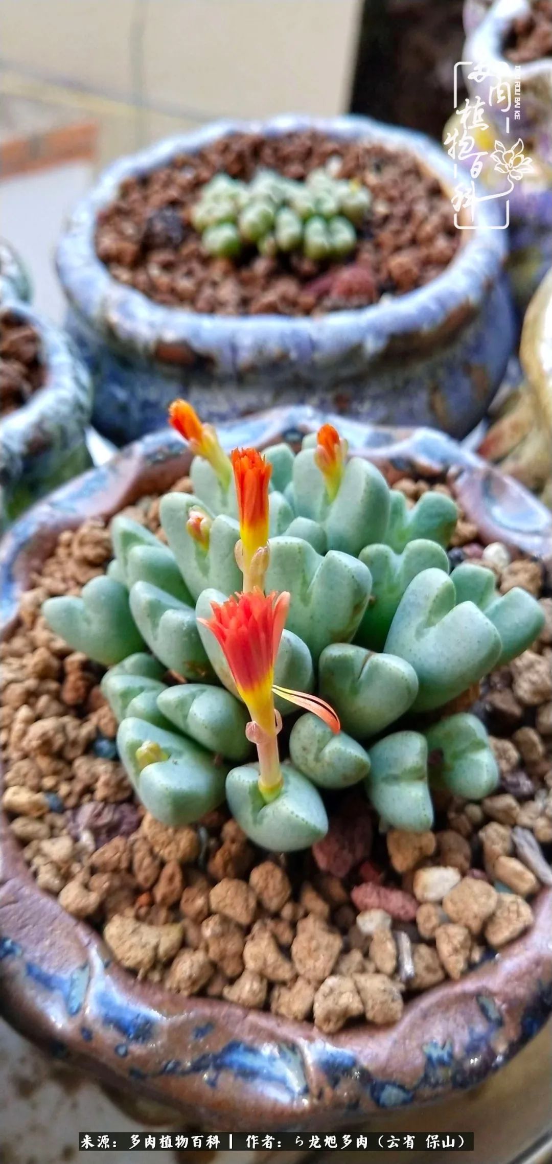 叶片|美了，美了！当秋天的风吹向你我的多肉！