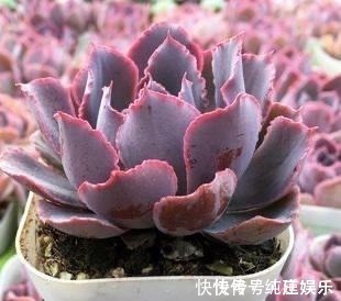 多肉植物|喜欢养多肉就挑漂亮的养,12款迷人的紫色多肉,好看还好养