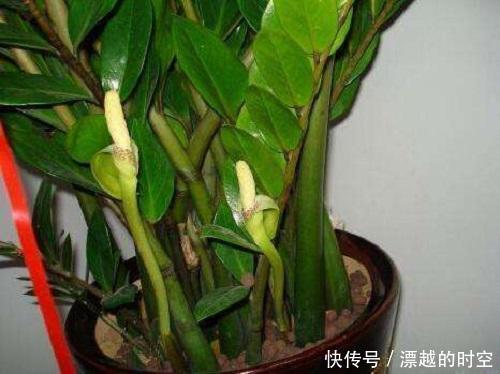 技巧|都误以为这6种绿植不开花,殊不知开花给人惊喜感,养护有技巧
