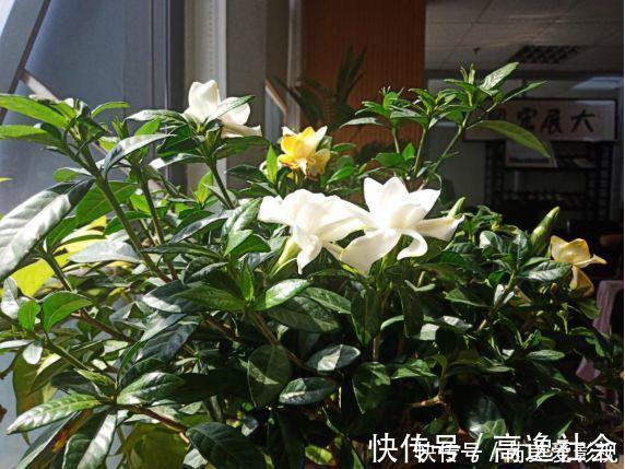 人养花,花也养人,这15种花,越养家里越干净