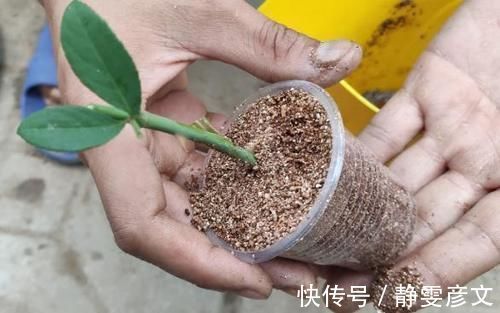 育苗|学会这些小技巧,养花扦插将成“小事一桩”