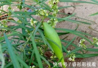 长得像玉米，花瓣上有茸毛，很多人不敢触碰，误会了