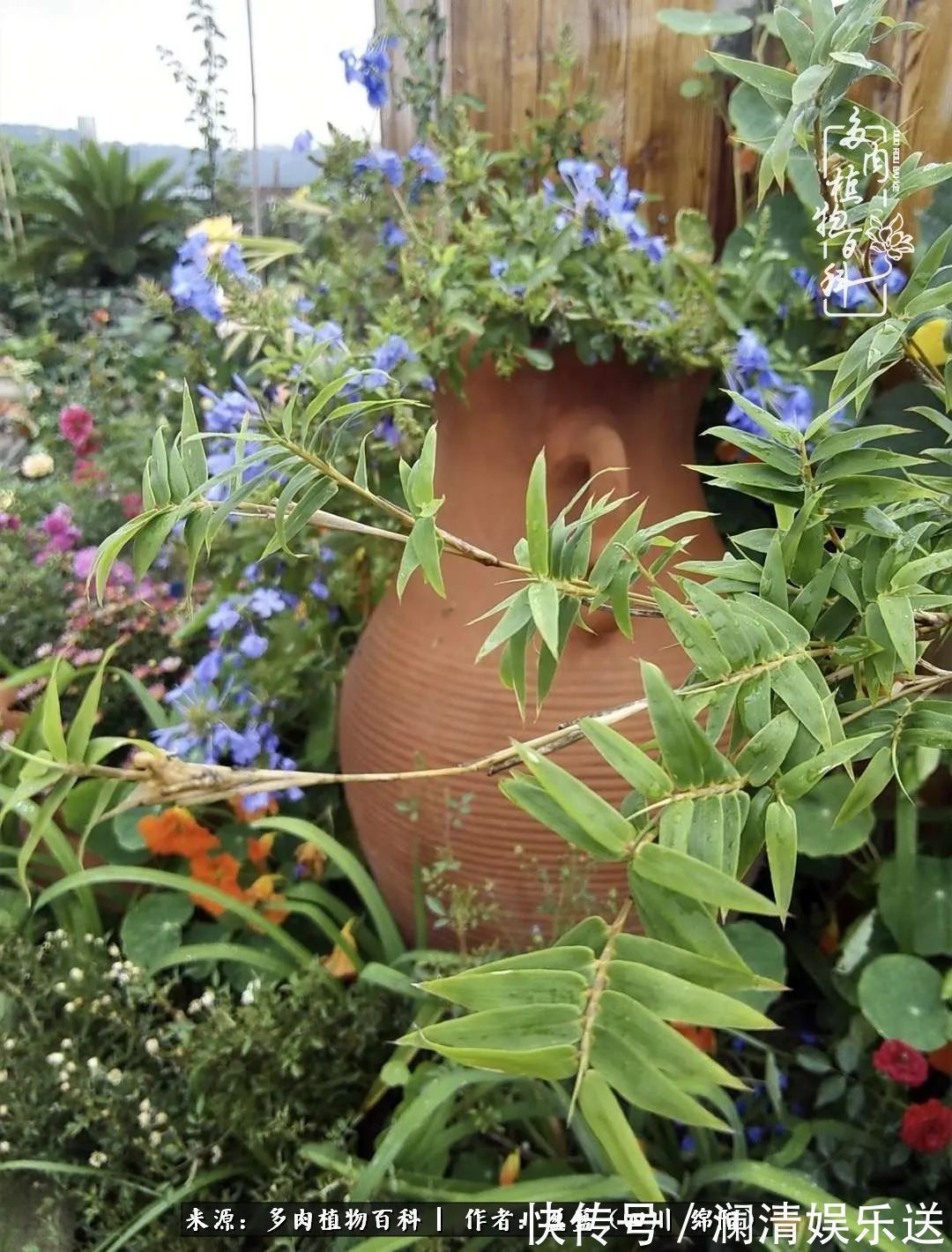 一定要爱着点什么，恰是草木对光阴的柔情！