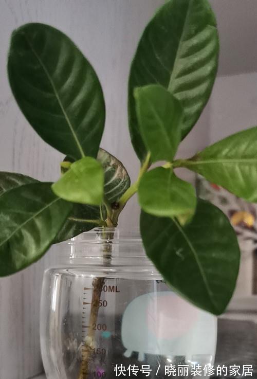 水插栀子花很简单,只要注意几点细节,就能提高成活率