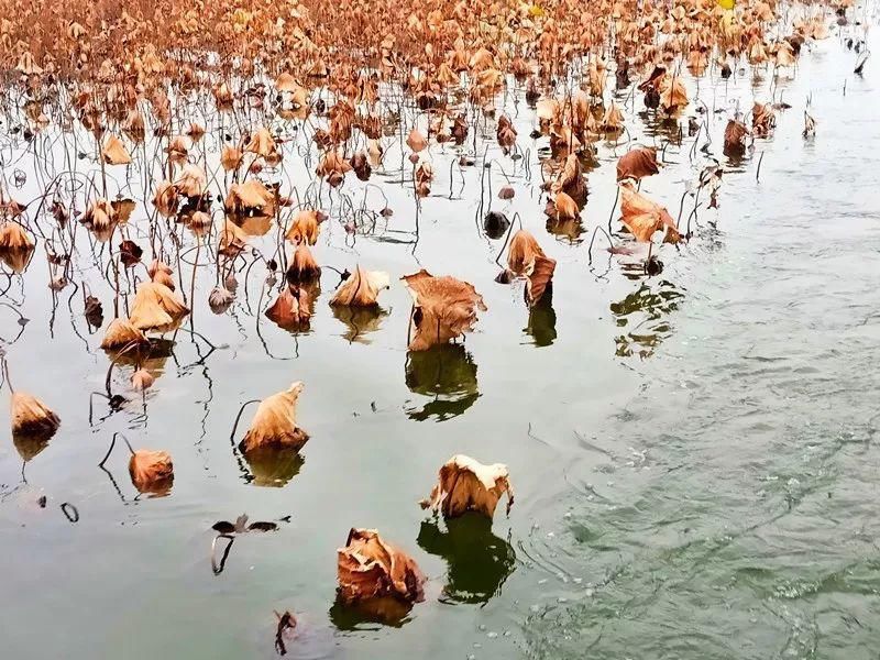 景区|公示！普者黑旅游景区拟确定为国家5A级旅游景区