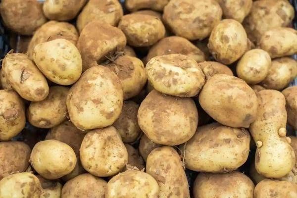 朱大伯|有毒！一对夫妇吃了它仅半小时，紧急送医