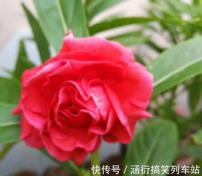 最值得养的花,种植容易,漂亮不输牡丹玫瑰,四季开花,花香四溢