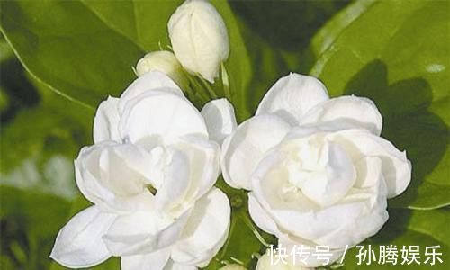 层叠群花|6月养茉莉花,了解掌握3个技巧,开出层叠群花