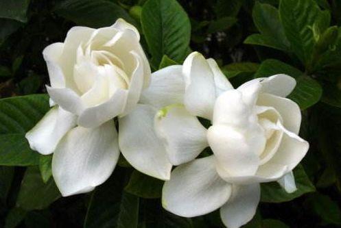 4种花很好养,天气越热开花越美,一次开花500朵