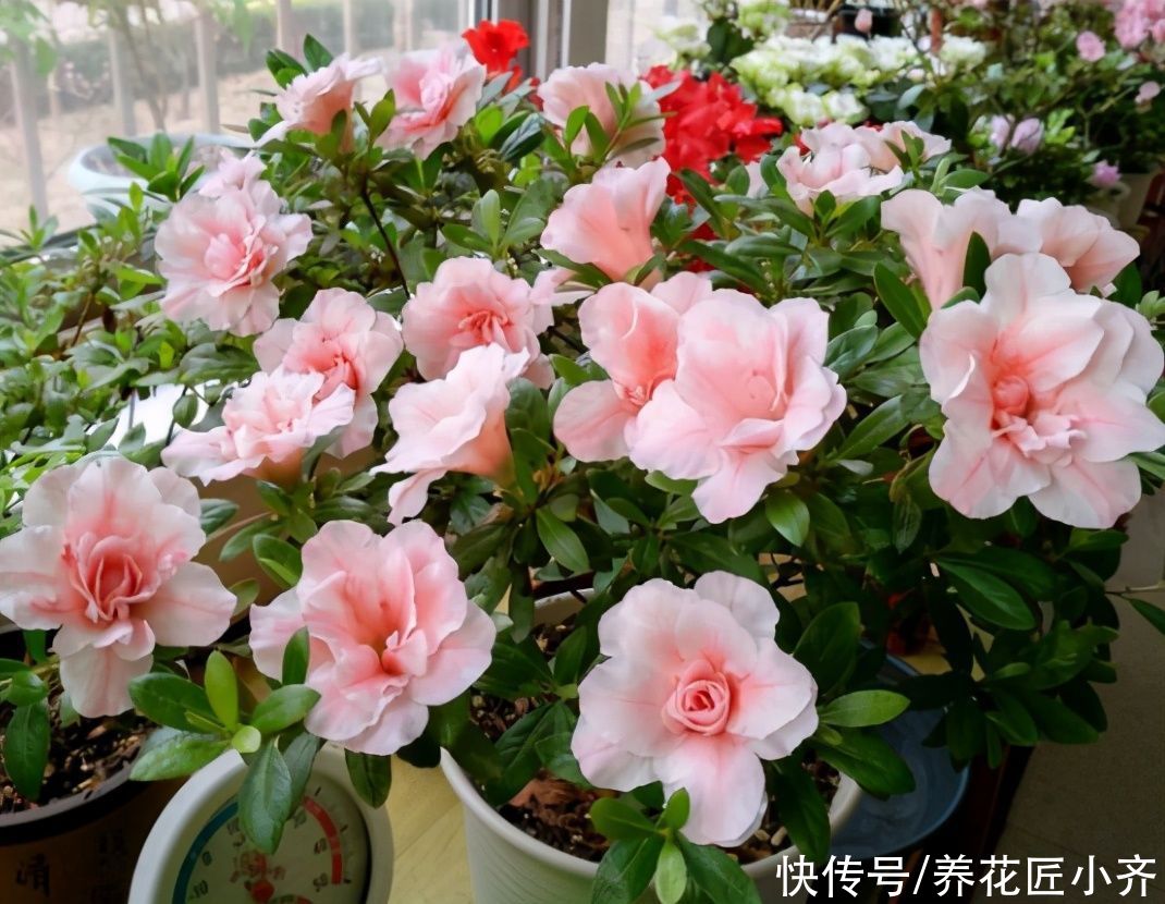 一个真正会养花的人，都有这3种“特征”，新手值得学习