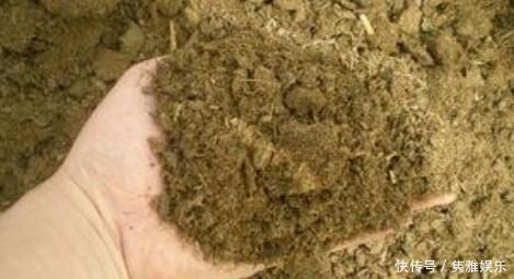 养花土壤板结,三种“玩意儿”丢盆里,土又好又肥,再也不板结了
