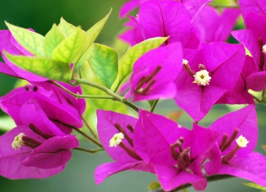 花期超长的一些花朵,比绿萝还好养,观赏价值高,全年开花爆满