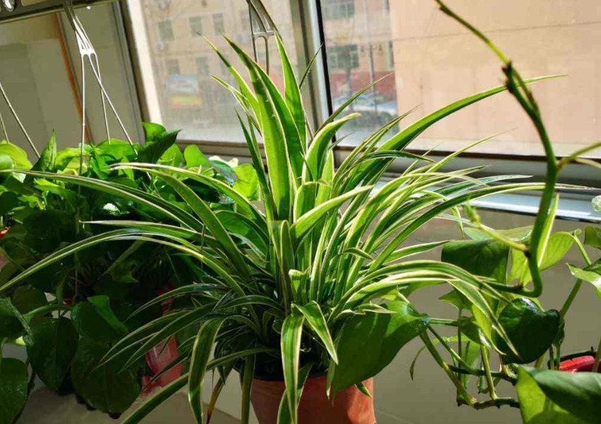 口红花|最受欢迎的8种吊兰,每一种都特别爱疯长,挂起来能变窗帘!