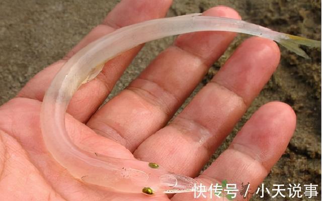 10种价格很高的淡水鱼,钓到这些鱼赶紧带回家