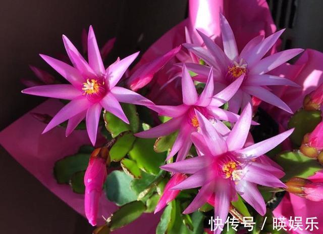 养护|以下几种花比兰花香,还适合“懒人”养殖,花开轻松“爆盆”