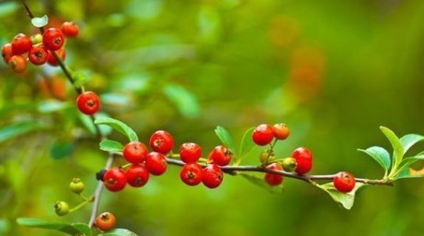 山楂|一种“野果树”,路边挖一棵,做成昂贵盆景,价值翻倍太美了