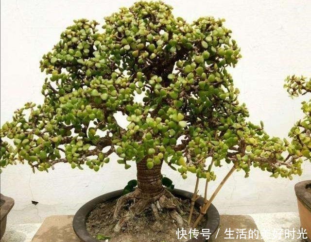 养分|金枝玉叶养成盆景,不只是简单的浇水,还应做好这几件事!