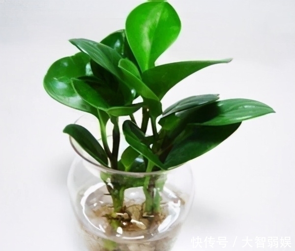 家里空间小、光线不好就选4种花,好养又不占地方