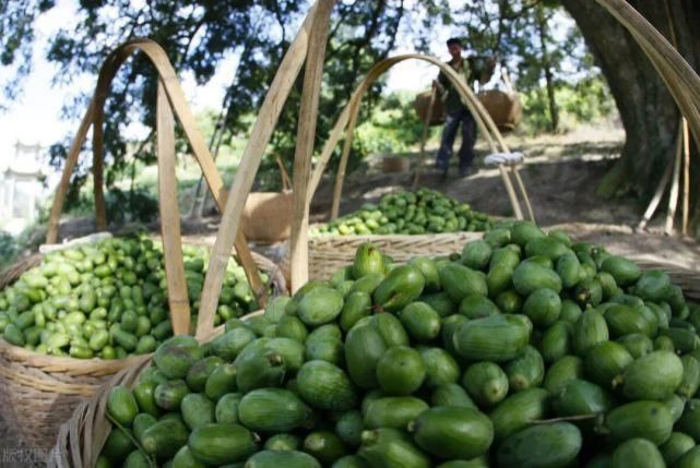 收购价|3年才成熟卖百元1斤,如今收购价却不足10元,农户不想摘了