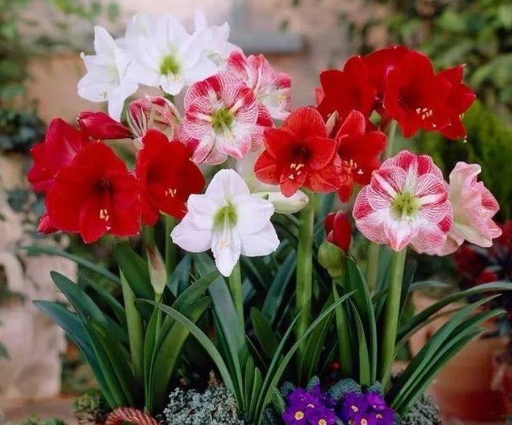 适合冬天养护的花卉，开花爆盆很简单，满树都是花朵