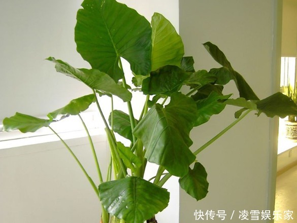 毒性|家里不能养的4类绿植,白送都不要,有钱人都懂,你还傻傻往家买