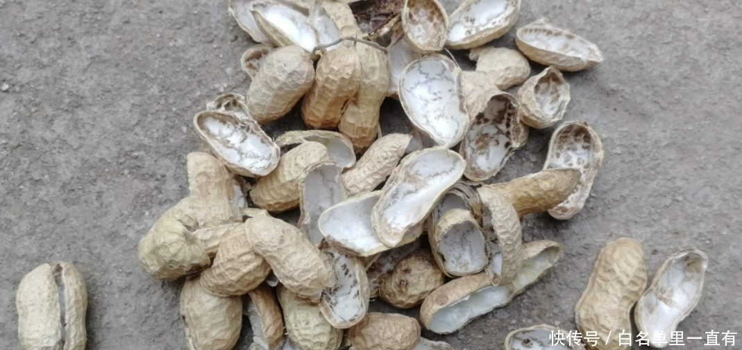 营养土|不起眼的花生壳,养花却能派上大用场,别错过!