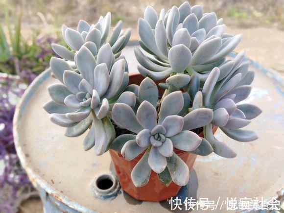 喜欢养多肉，从便宜的入手，新手必备四种多肉，又便宜又好养