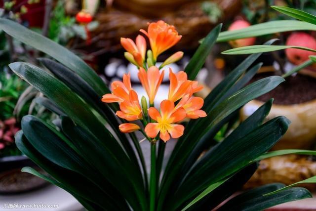 3种“招财花”,不用花钱买,掐个叶扔土里,一年长10盆,发财