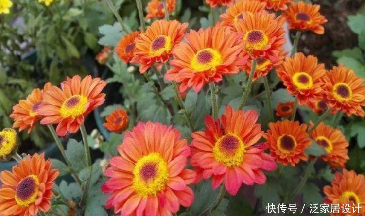 花朵|夏季养夏菊,打理简单,植株抗晒喜旱,天热花开不断