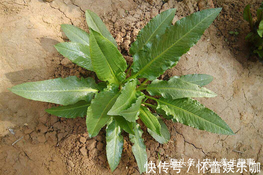 草酸|人称“野菠菜”,曾是穷苦人的救命野菜,如今15元一斤成抢手货