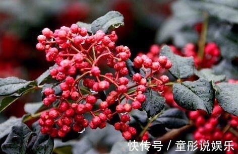 疲惫|花椒和此物一起煮,湿气没了,睡眠也好了,不想每天疲惫不堪试试