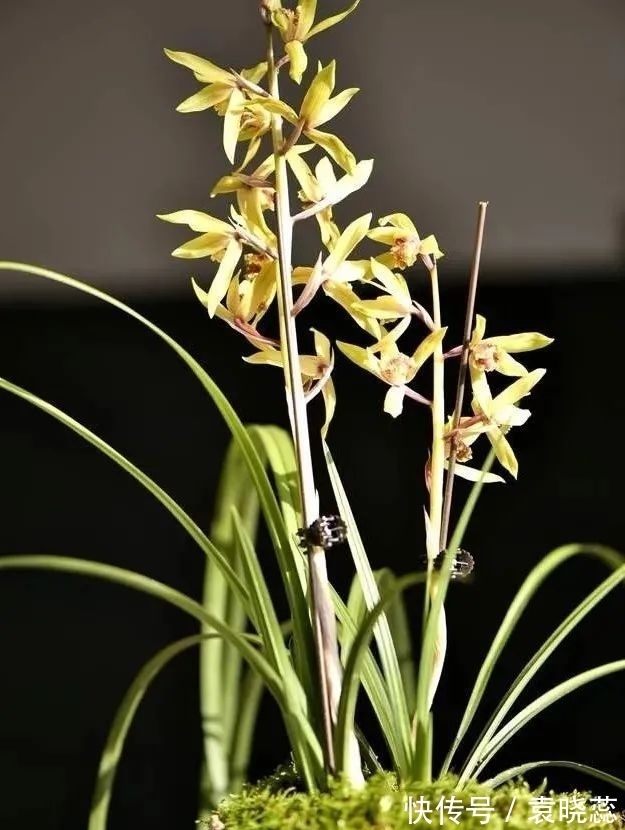 透水|兰花浇水有讲究,浇半截水还是浇透水,究竟怎么掌握?