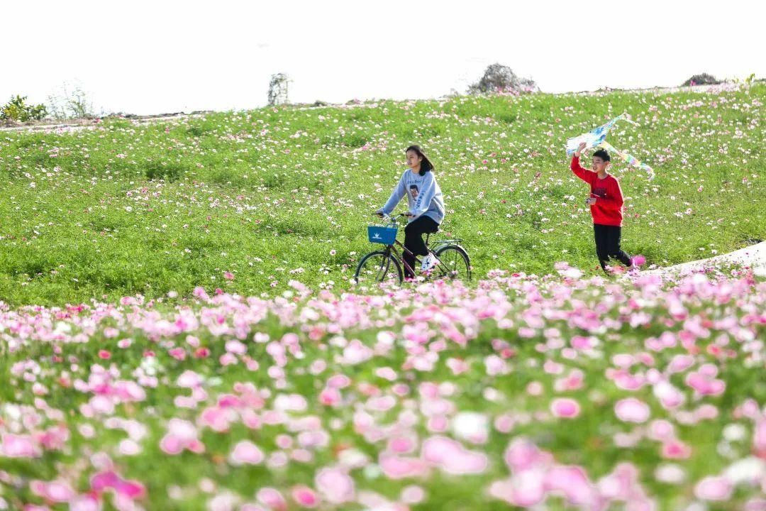 中年|文明旅游丨硫华菊、波斯菊……春游佛山，你被花海包围了！