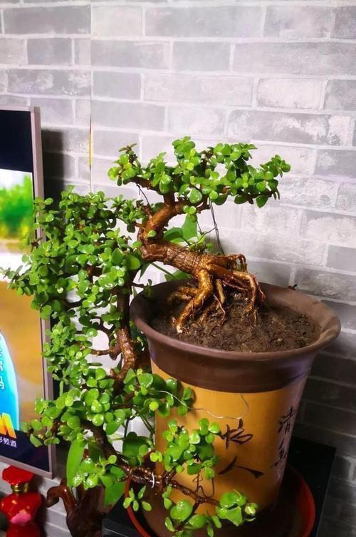 养金枝玉叶盆景,满足3个要点,长成传家宝,最后一点很关键