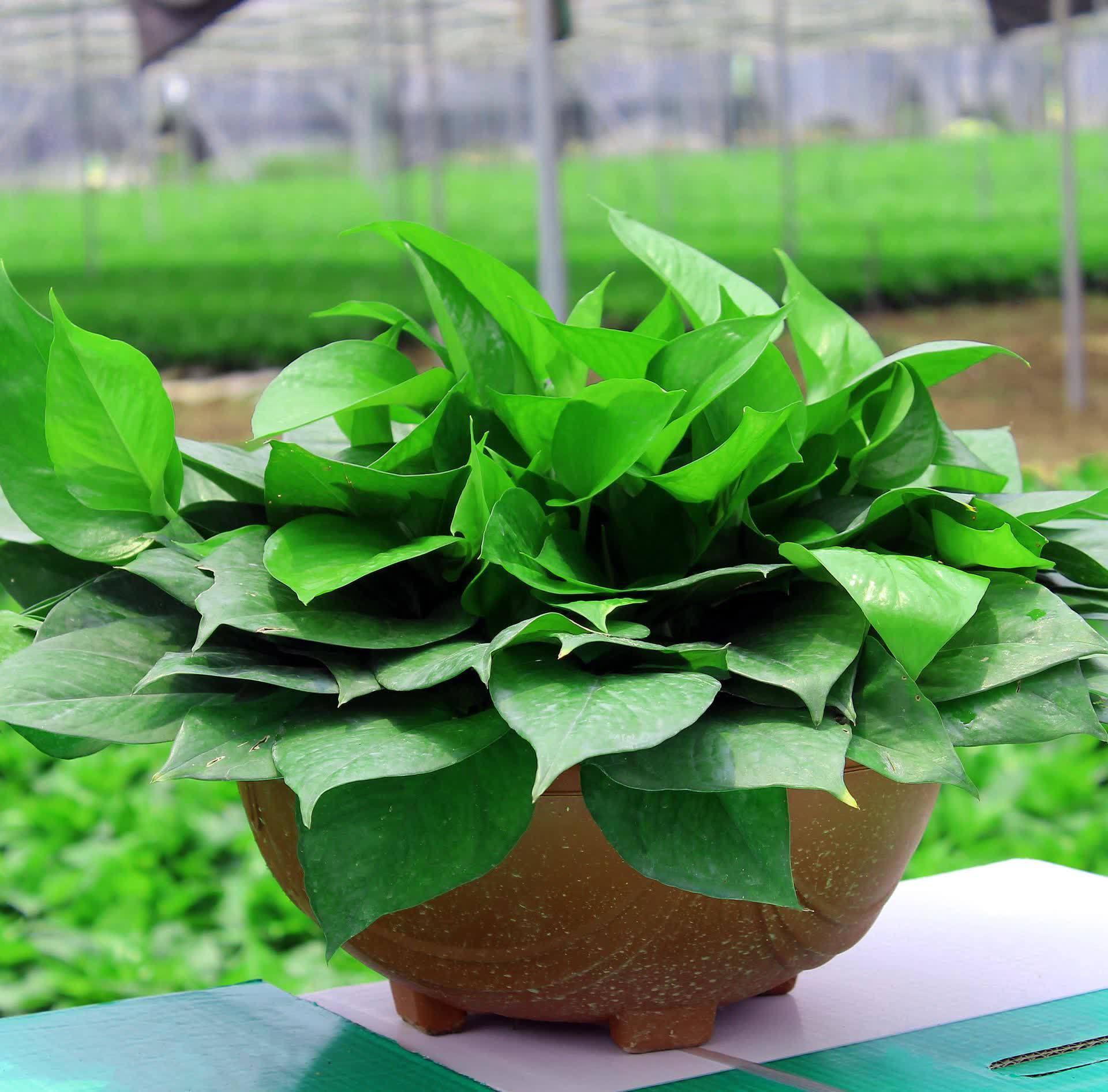 绿萝快速生长,环境很关键,做好这4点就行