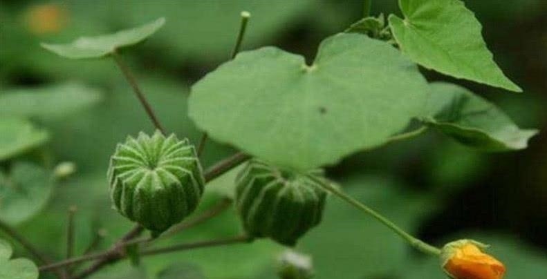 磨盘草|乡下不起眼的“野草”,却是不可多得的中药,城里人高价难求!