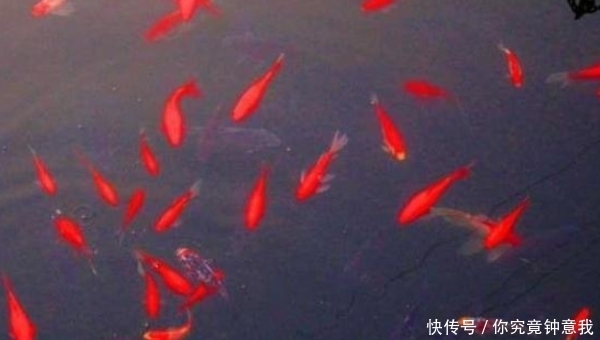 慈禧太后|慈禧六十大寿,李莲英为何放鸟鸟不飞,放鱼鱼不走?事已记载正史