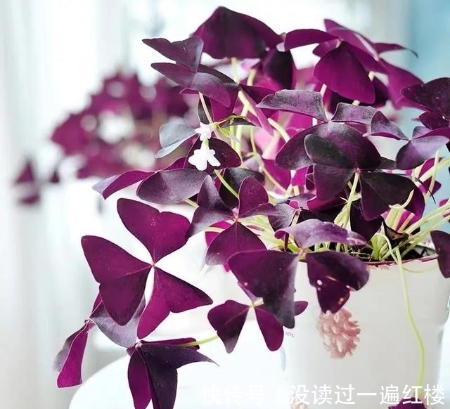 冬天|冬天养紫叶酢浆草,做好这5点,花繁叶茂长势旺、盆盆都能美爆盆