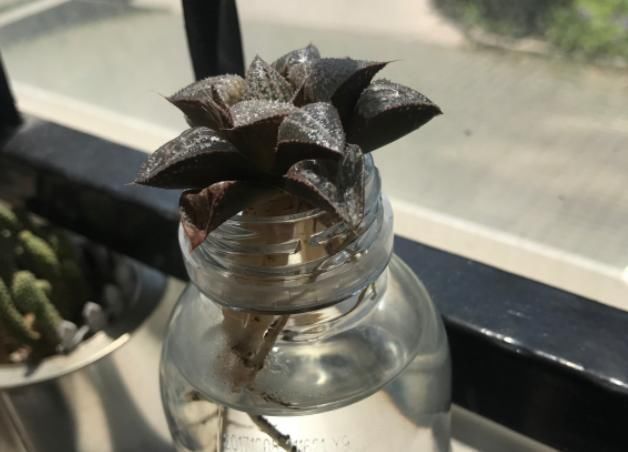 水里|多肉丢水里好度夏,叶子疯狂吸水,几天就变胖了