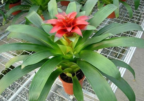 这些镇宅盆景摆放在客厅，可让人身心愉悦，最受富人青睐