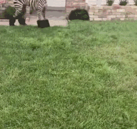 |搞笑GIF趣图兄弟,咱回到家再去秀恩爱好不?